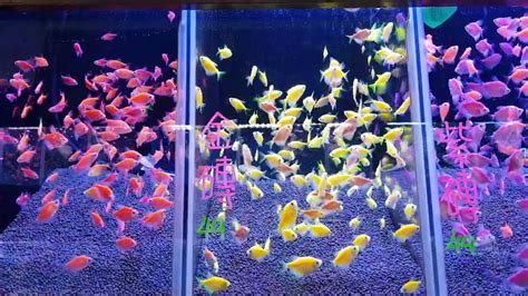 金磚魚好養嗎|磚魚，入門新手魚的新選擇，好養嗎、吃什麼這支影片。